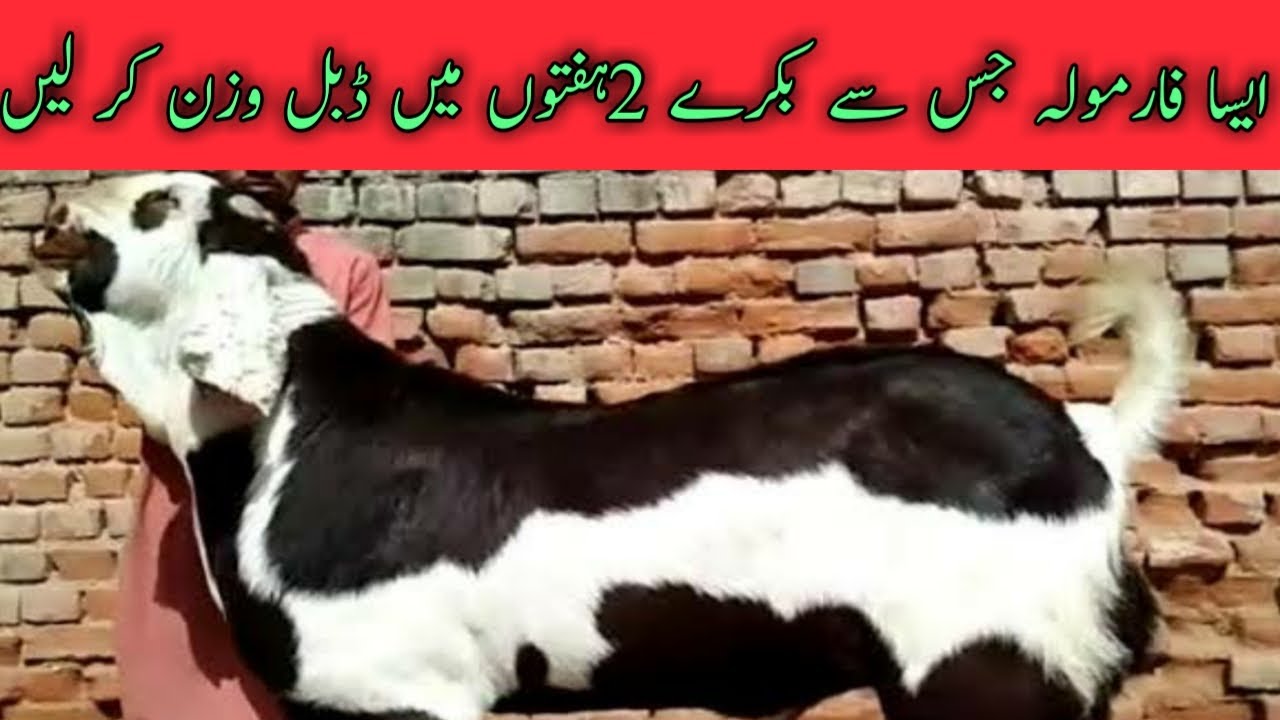 Goat Fattening Wanda For Bakra Eid|| Bakron ko mota karna ka tarika || Goat fattening feed formula