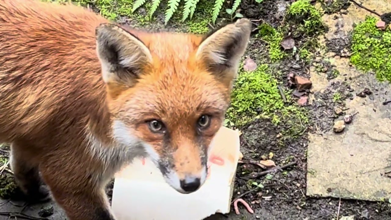 Nature surprise a fox’s first visit to my garden #fox #animals 