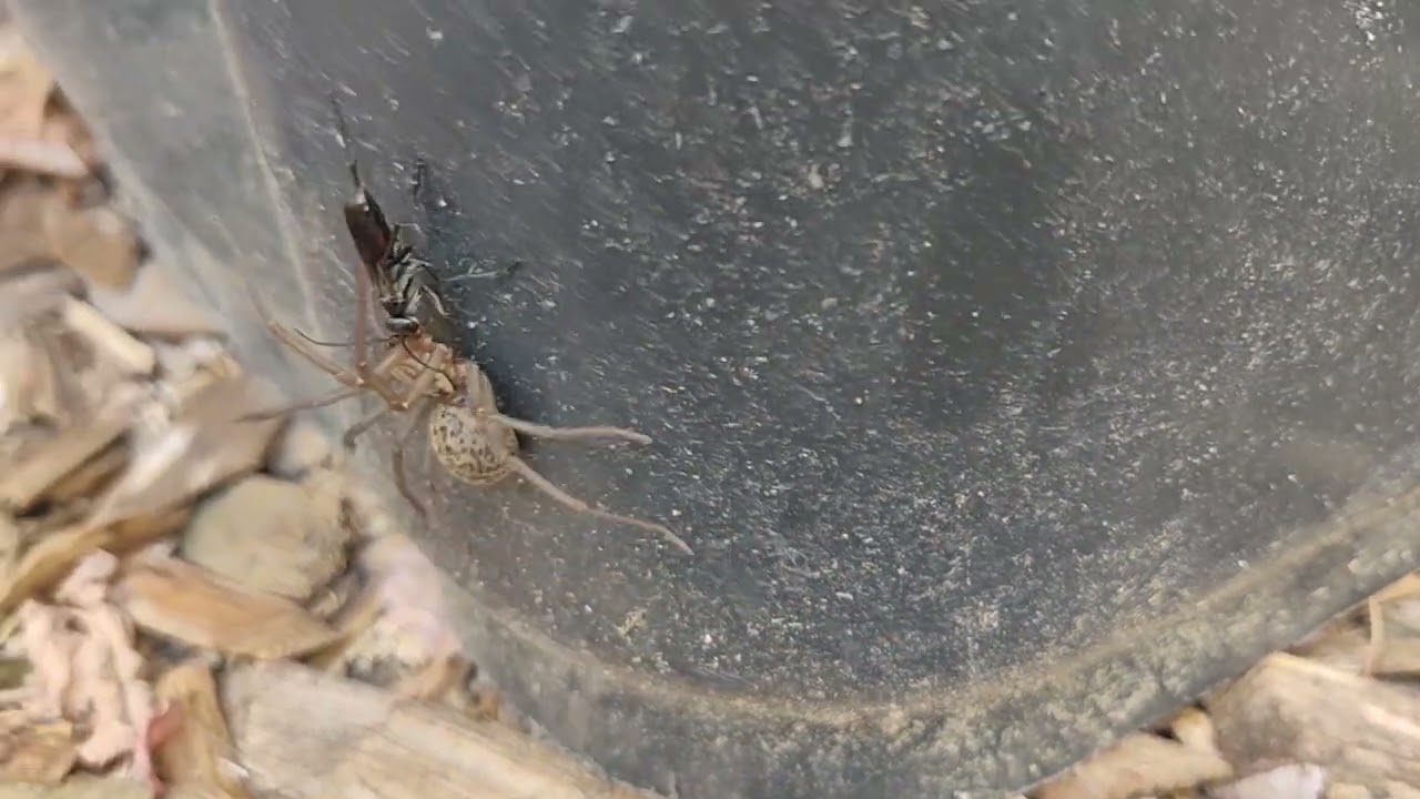 Grabwespe erlegt gro&szlig;e Spinne