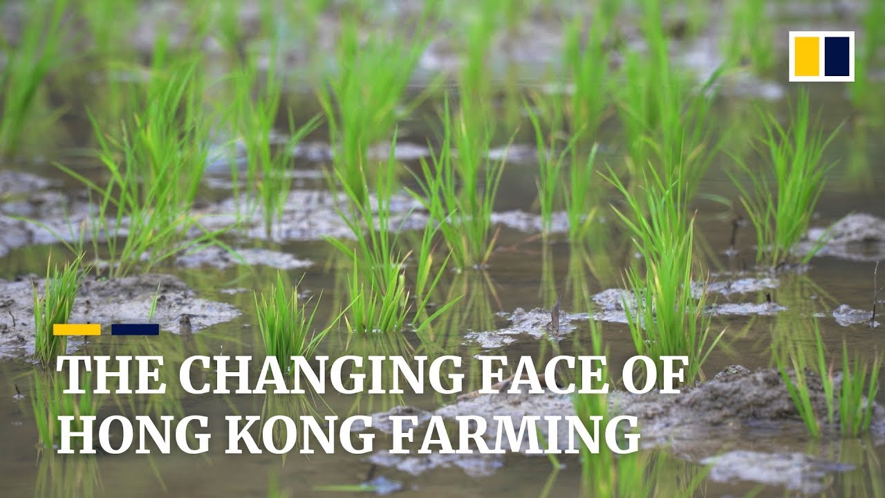 The changing face of Hong Kong farming