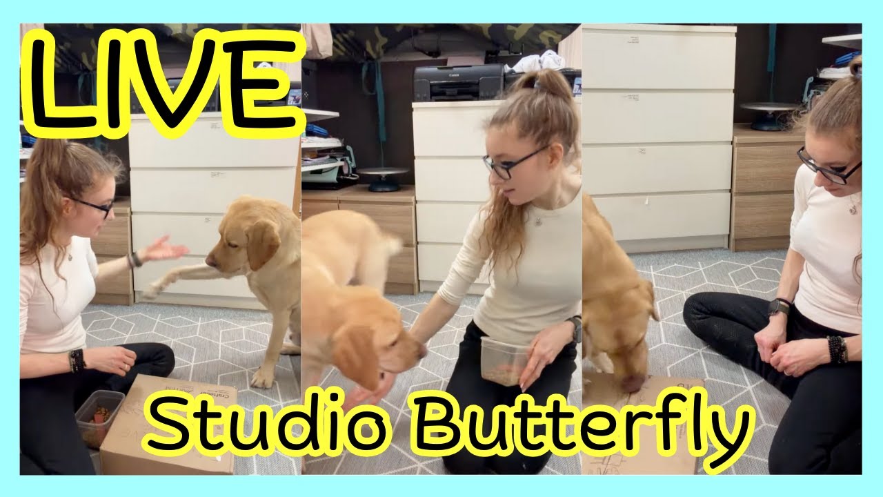 LIVE from Studio Butterfly, and we unbox stuff. #servicedog #smallbusiness #autism #anorexiarecovery