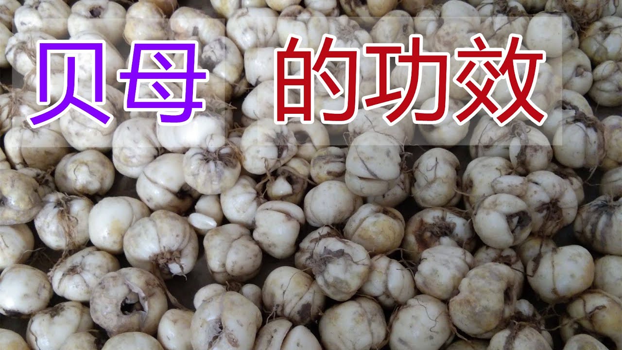 川贝母的功效和作用，川贝母的食用禁忌，川贝母食疗养生