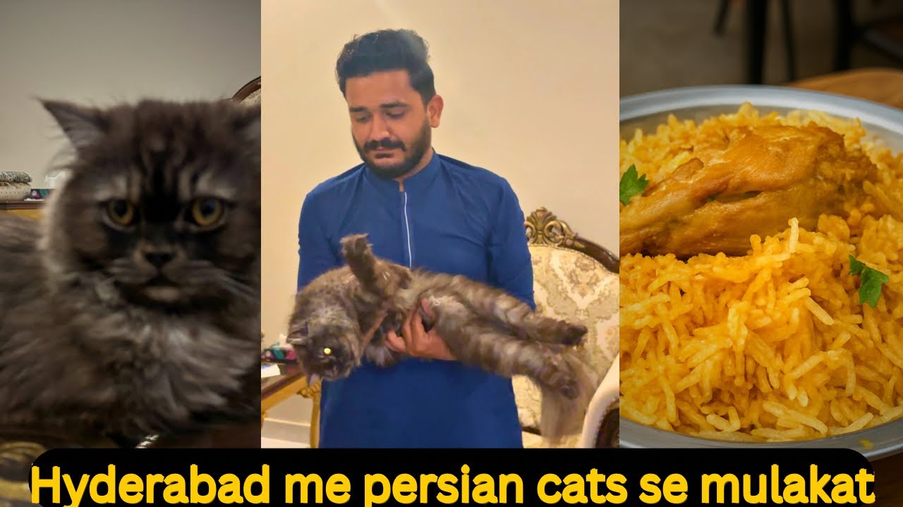 Hyderabad Dawat, Shopping aur Persian Cat 🛍️🍽️🐱 | Anas Dream Vlog”