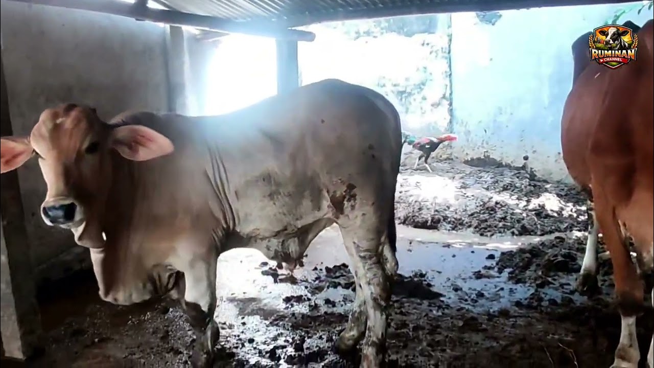 EKSKLUSIF] HASIL IB LUAR BIASA! PEDET BRAHMAN CROSS JUMBO DI KANDANG BAPAK SULIS 