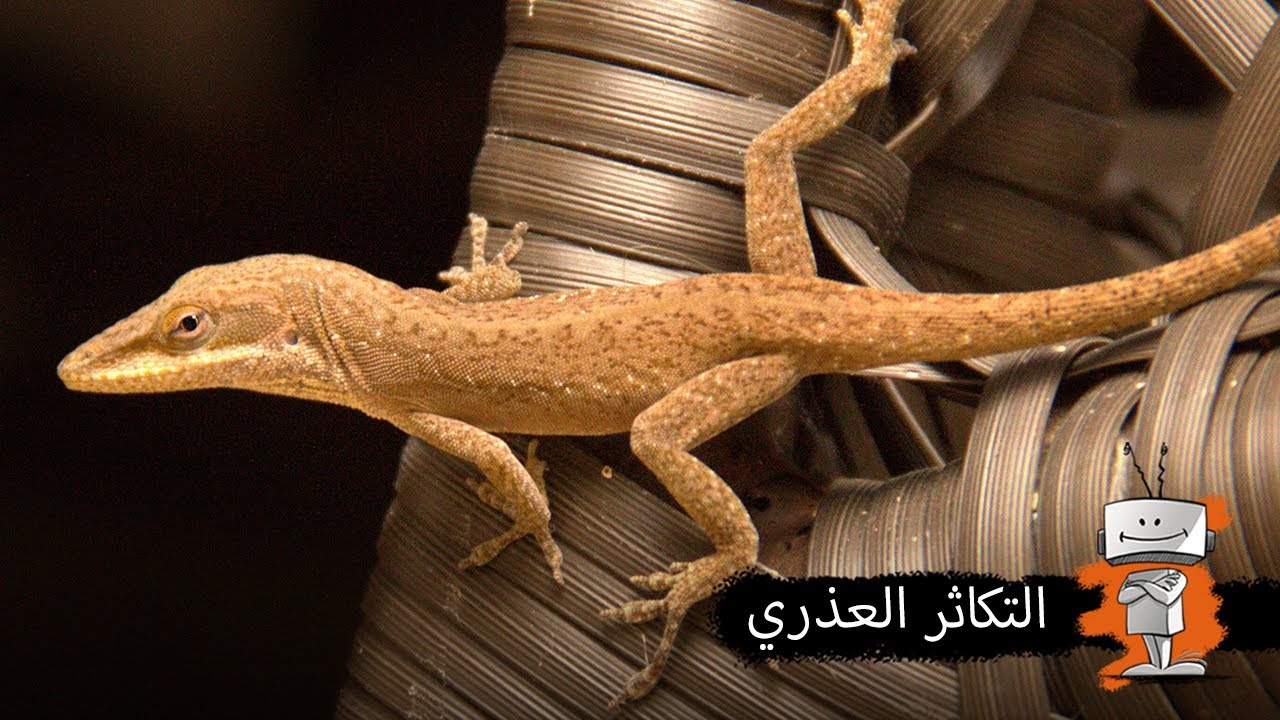 شلون اكو كائنات متنقرض حتى لو ماكو ذكور؟