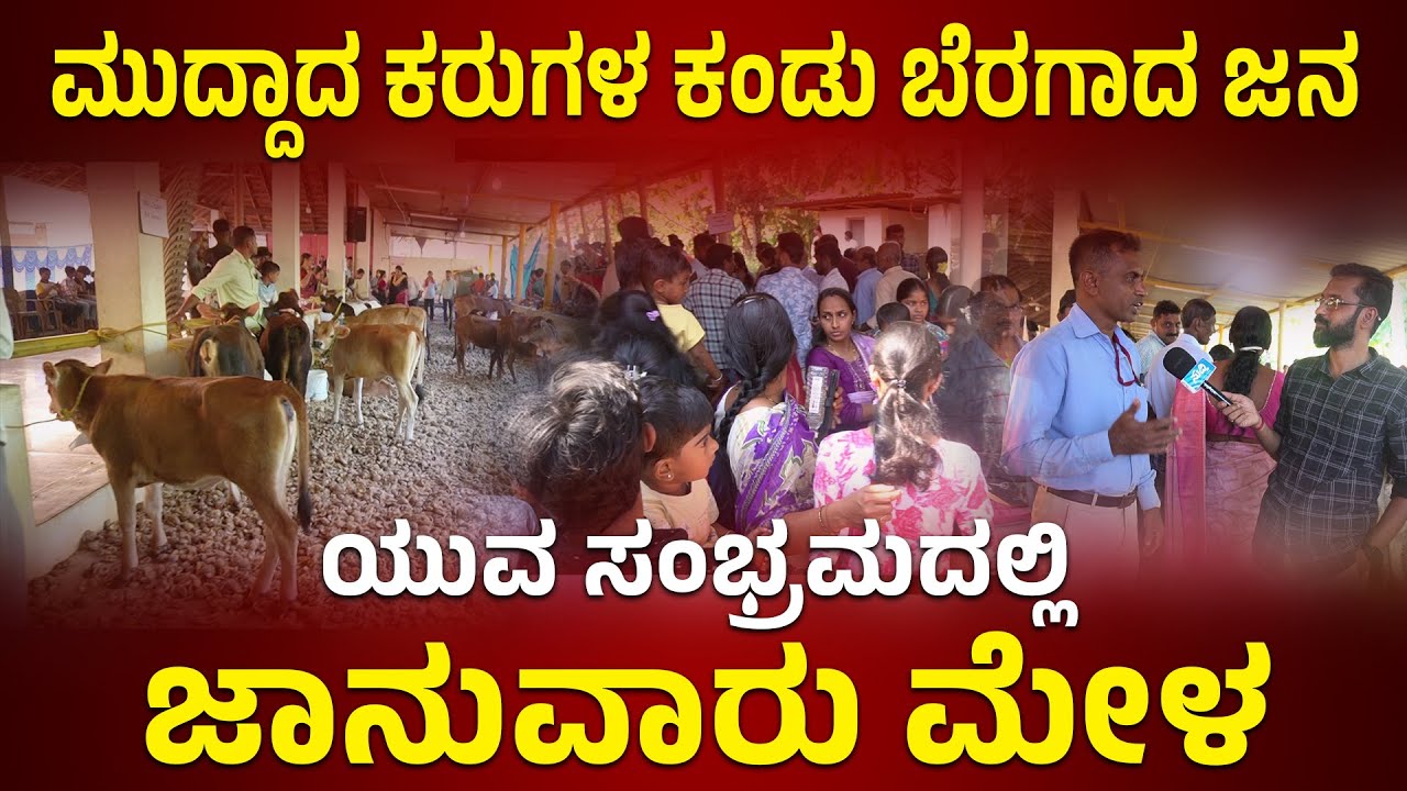 ಮುದ್ದಾದ ಕರುಗಳ ಕಂಡು ಬೆರಗಾದ ಜನ | ಯುವ ಸಂಭ್ರಮದಲ್ಲಿ ಜಾನುವಾರು ಮೇಳ