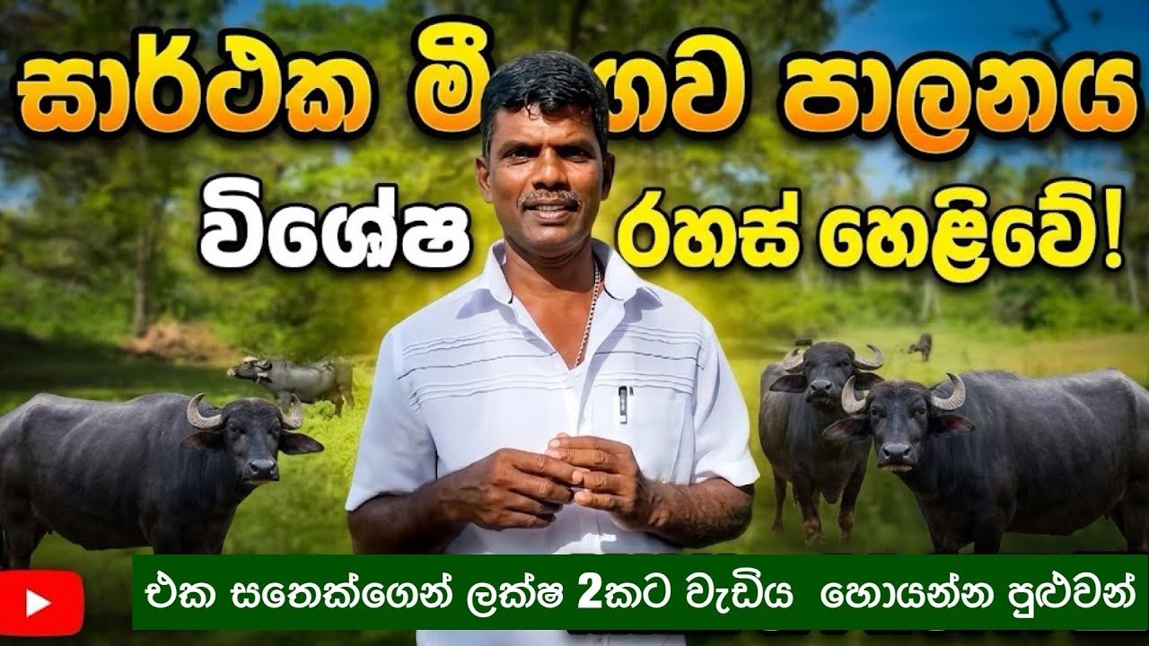 හරියට කරගත්තොත් එක සතෙකුගෙන් මාසෙකට ලක්ෂ 2 කට වැඩිය හොයන්න පුළුවන්🐃🥛 / Bufflow Farming Sri Lanka 🐃🥛