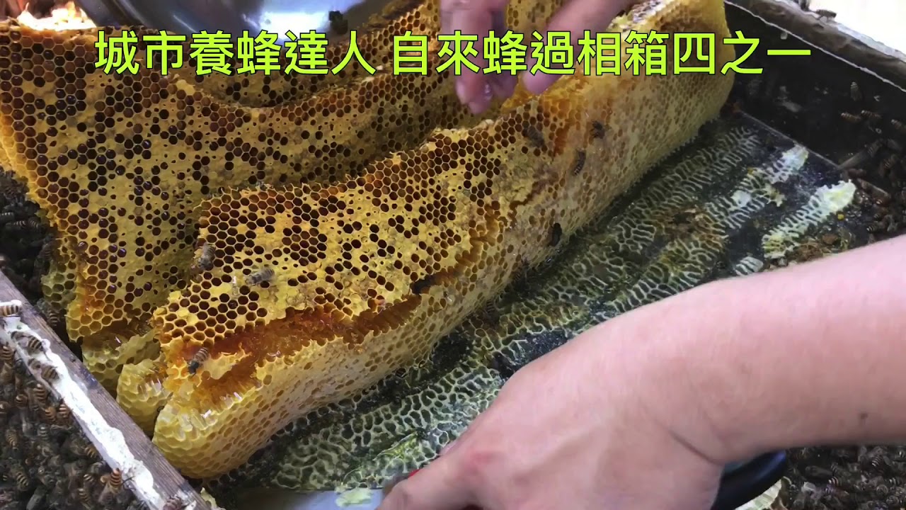城市養蜂達人 一天過四箱野蜂全記錄