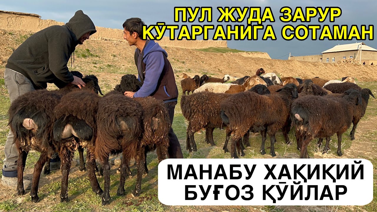 ПУЛ КЕРАК СОТАМАН ☎️+998979540478