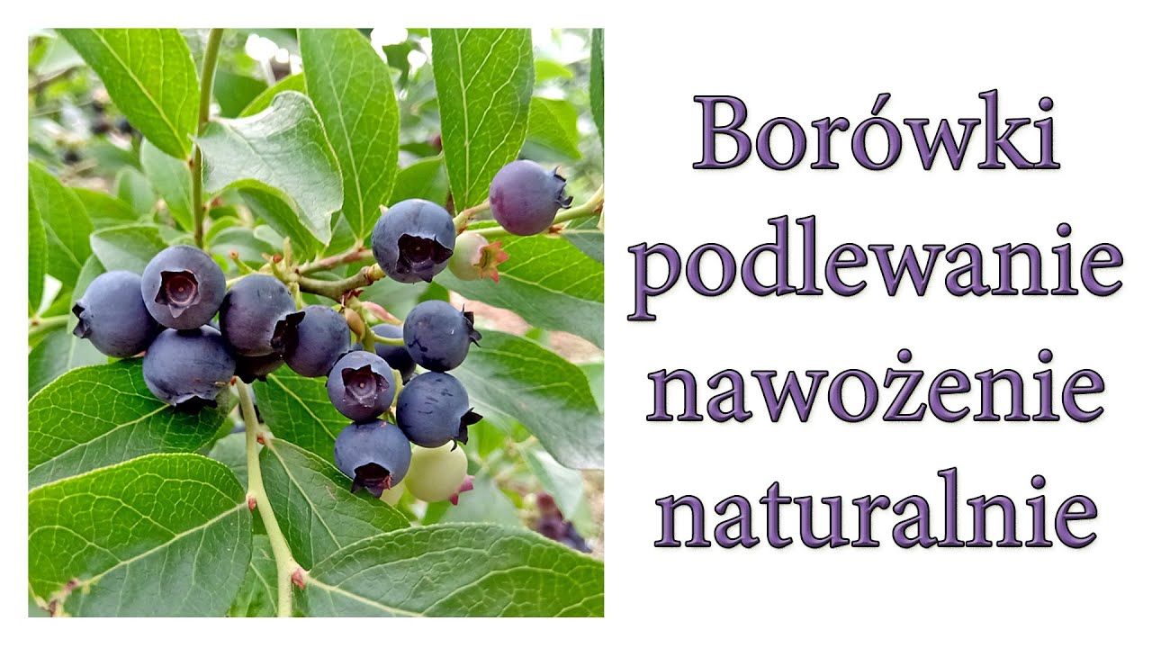 Borówki - podlewanie, nawożenie - naturalnie - Ogrodowe pierdamony 107