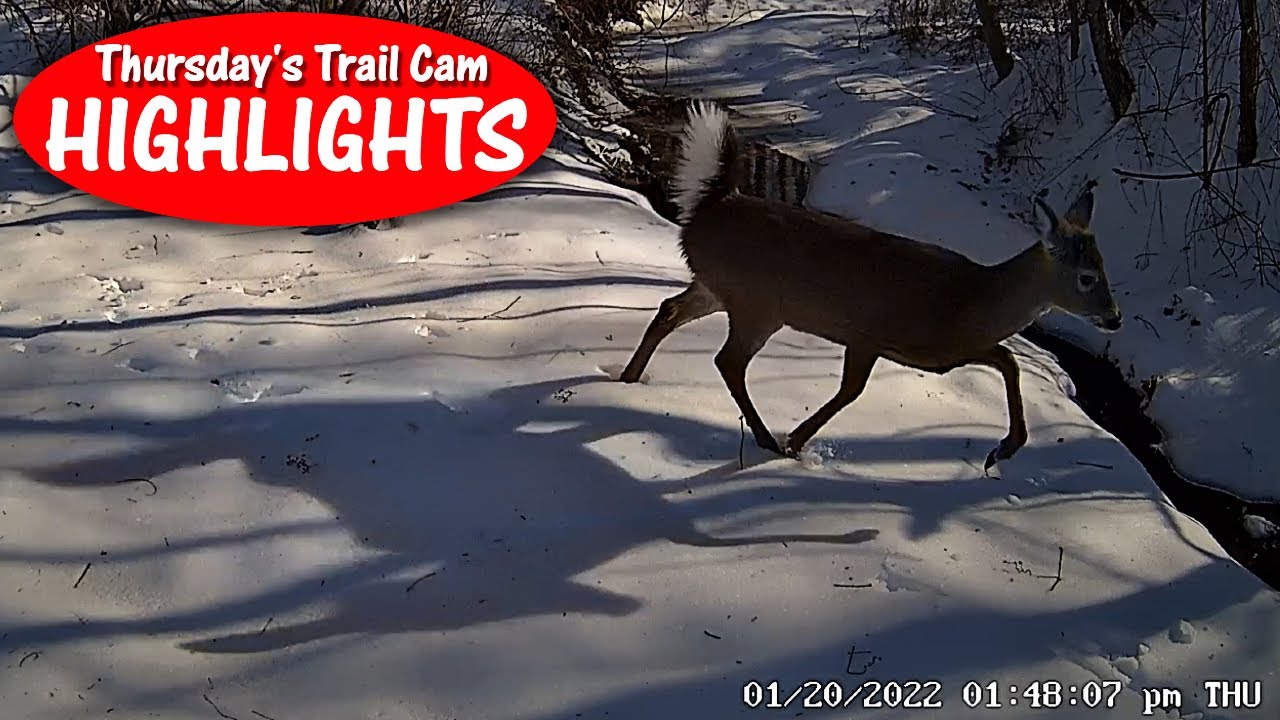 Crow Catches Vole on Camera!! Thursday's Trail Cam Highlights: 2.3.22