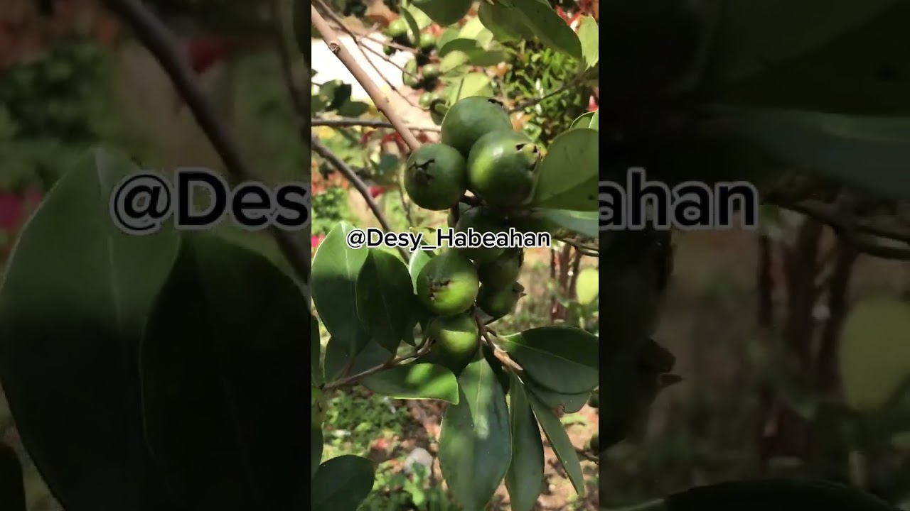 Buah jambu brazil #buahlangka