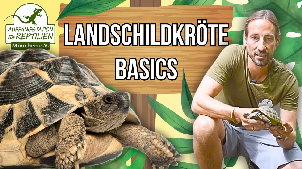 Mediterrane LANDSCHILDKR&Ouml;TEN -  Haltung und Pflege