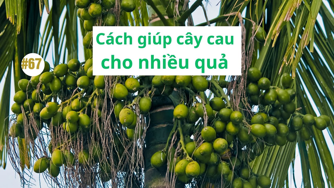 #67 | Kinh nghiệm chăm sóc giúp cây cau cho nhiều quả | Nông dân hội nhập