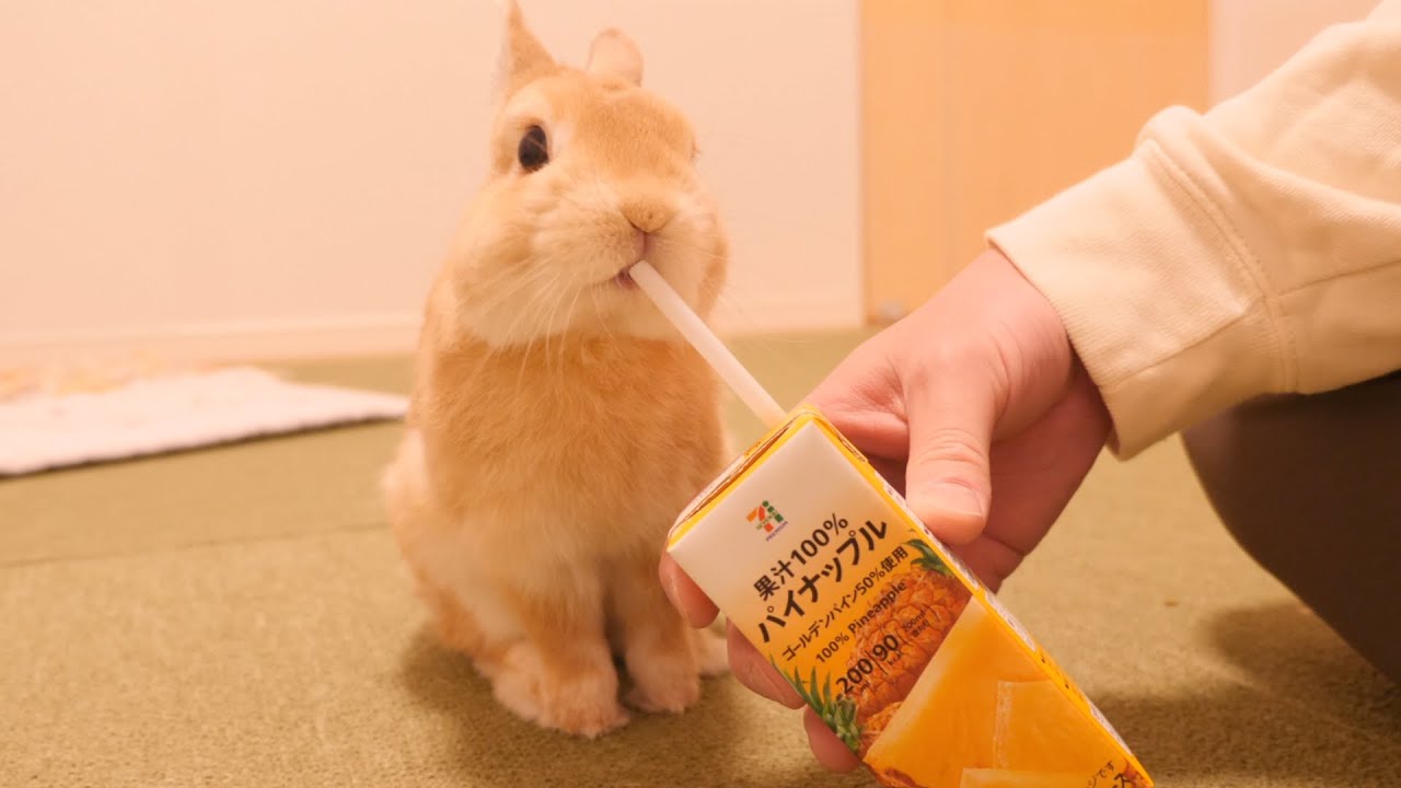 初めて果汁100%を飲んだムギですが....実はこれには訳があったんです....【No.749】