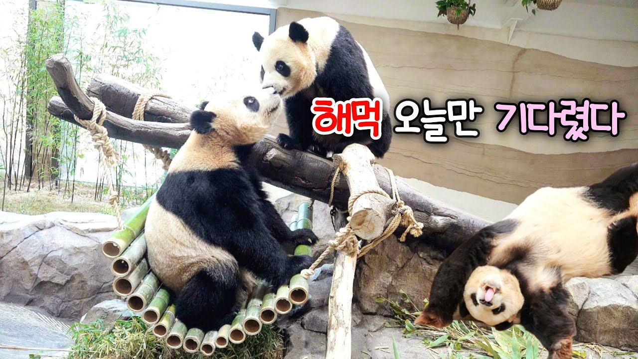 루이바오 후이바오 해먹의 종결 곰쥬 되는 날 26.02.05