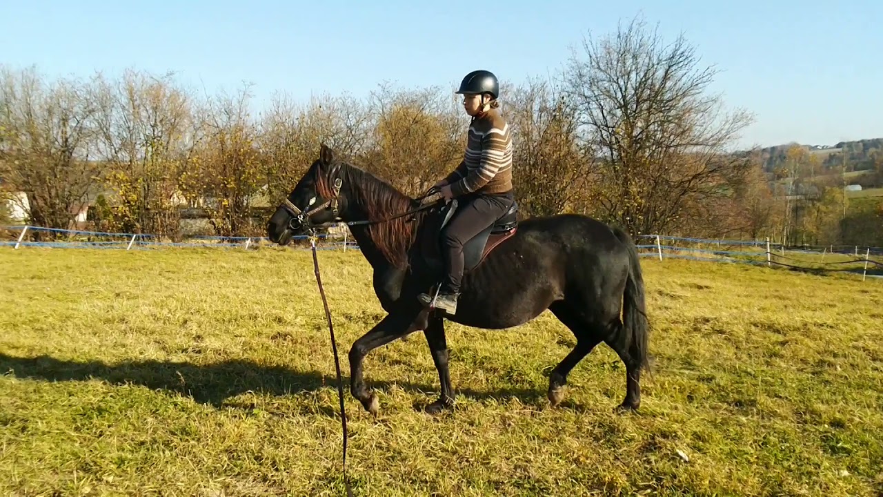 Treeless saddle test - GHOST