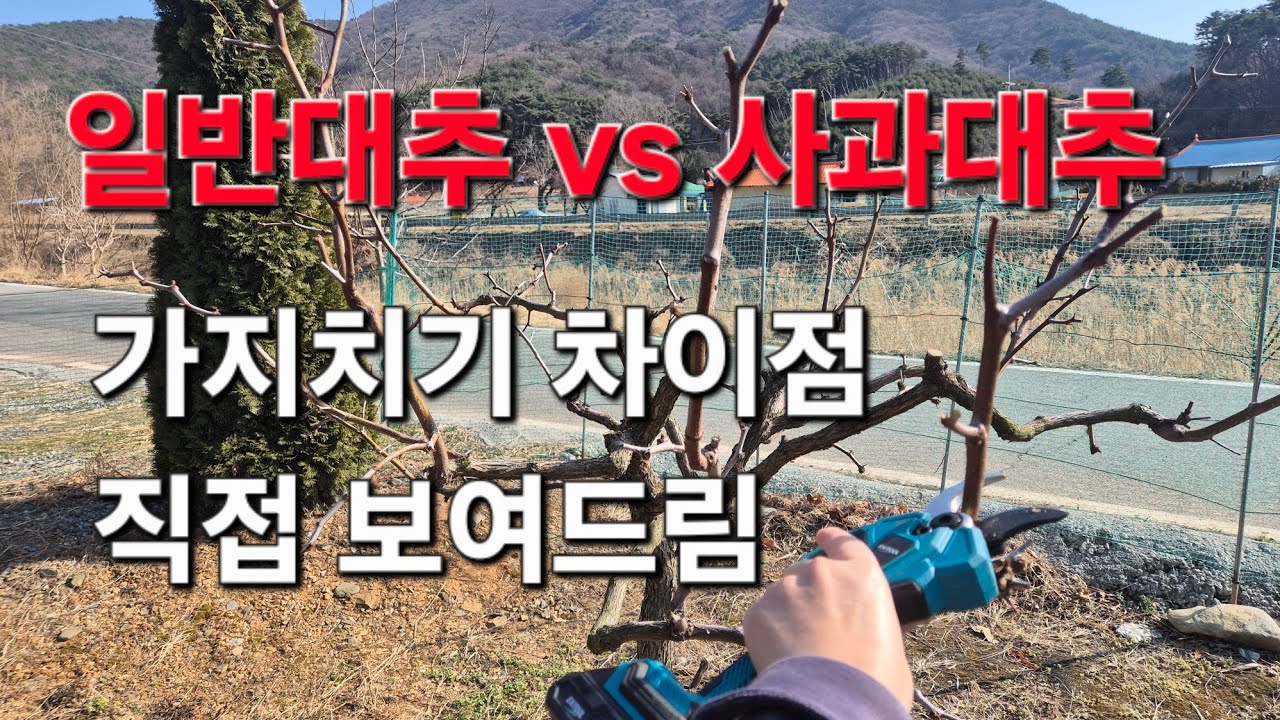 사과대추 vs 일반대추 가지치기 거꾸로 해서 또 망할건가요? 대추가 안열리는 이유는 여기에...