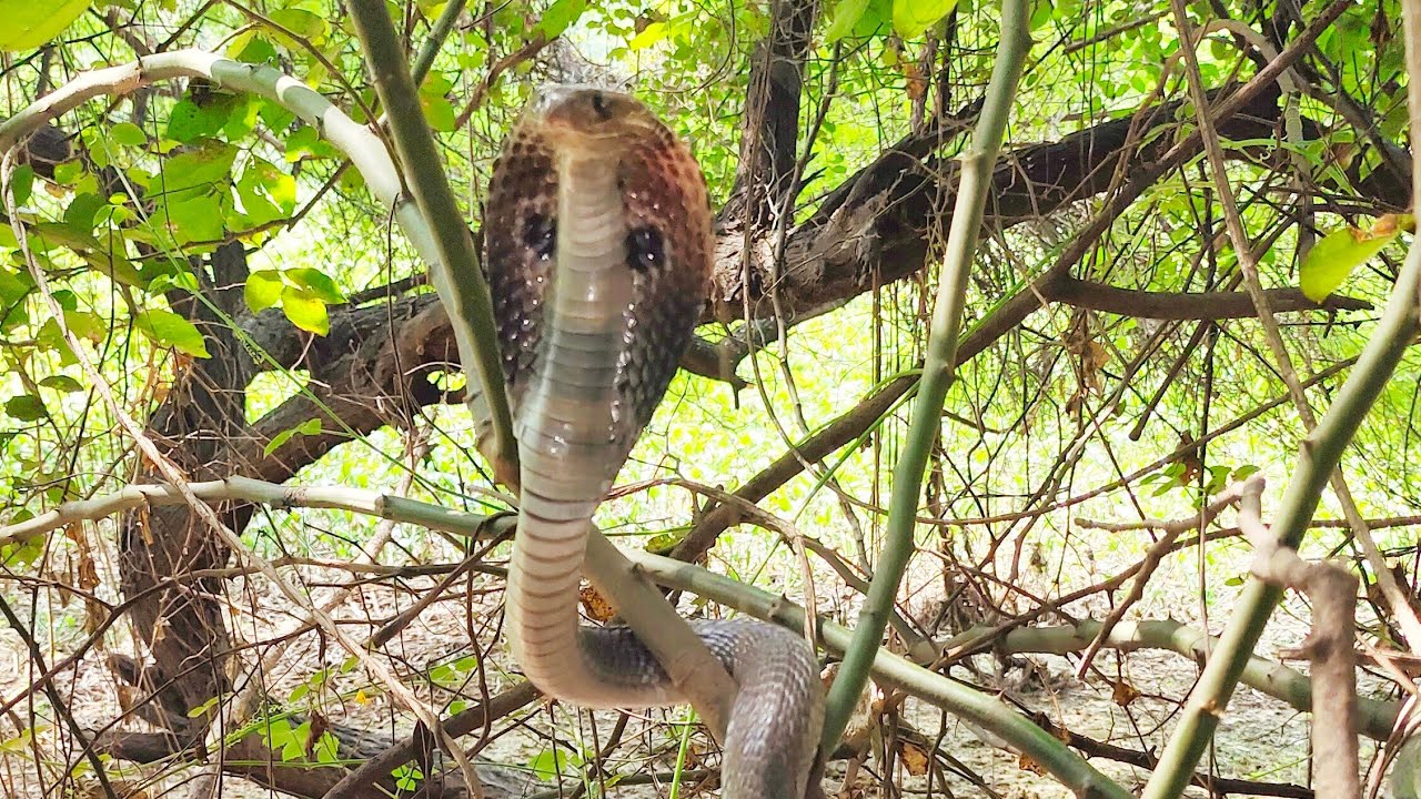🦅🐍 फन उठते ही सन्नाटा—प्रयागराज में दिखा ज़हरीला कोबरा”
