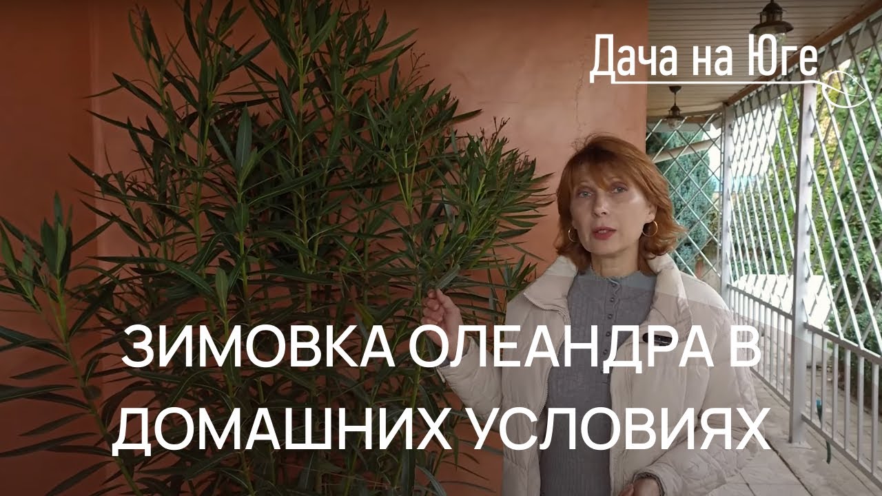 Дача на Юге - Зимовка олеандра в домашних условиях
