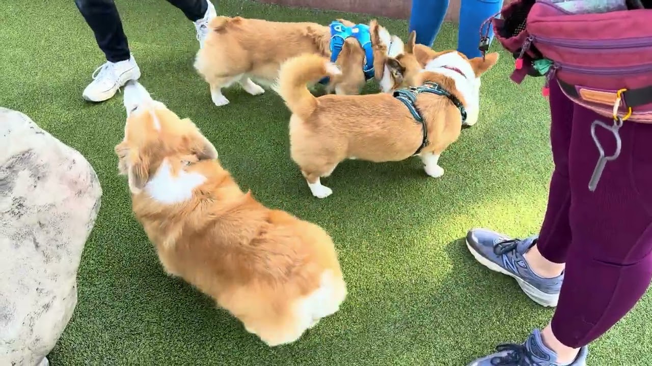 February 1, 2026 - Reed Dog Park - 30FPS