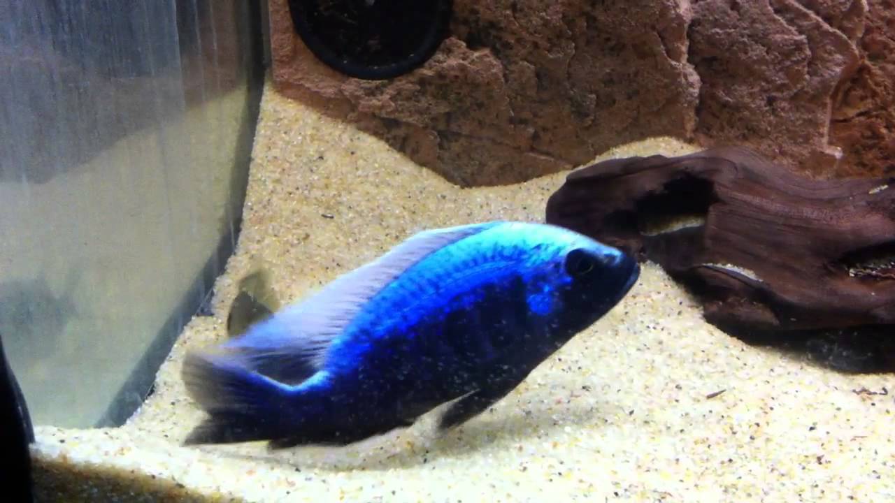 Copadichromis trewavasae Lupingu Mloto ivoryhead spawn - PISCES