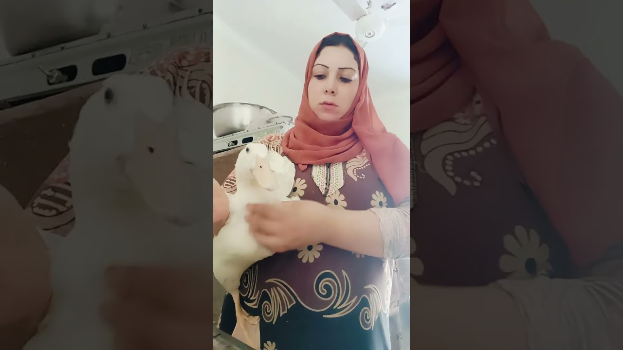 البط البكيني عشان نجيب معك وزن لازم يصغر لمده 30 يوم دره بس