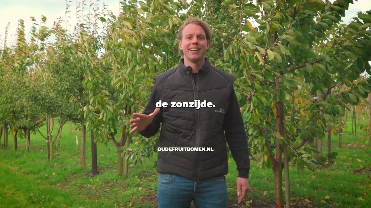 Winterrietpeer Perenboom Kopen: Het Klassieke Nederlandse Ras! 🍐🇳🇱