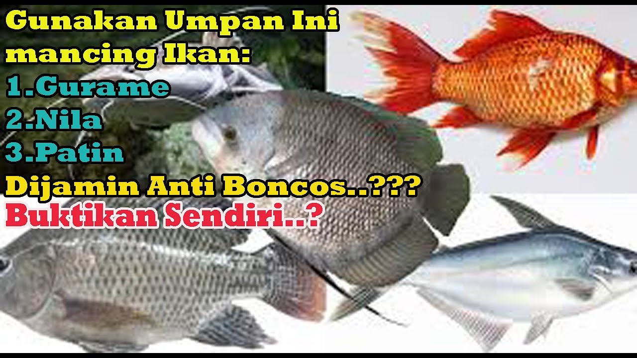 Racikan umpan#Umpan ikan anti boncos mancing Ikan Gurame,Ikan Nila dan Ikan Patin|Part2