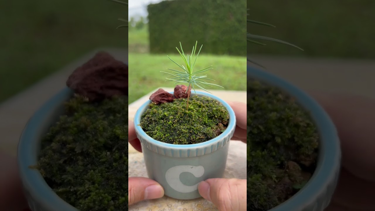 Teacup bonsai Japanese Black Pine #plants #blackpine