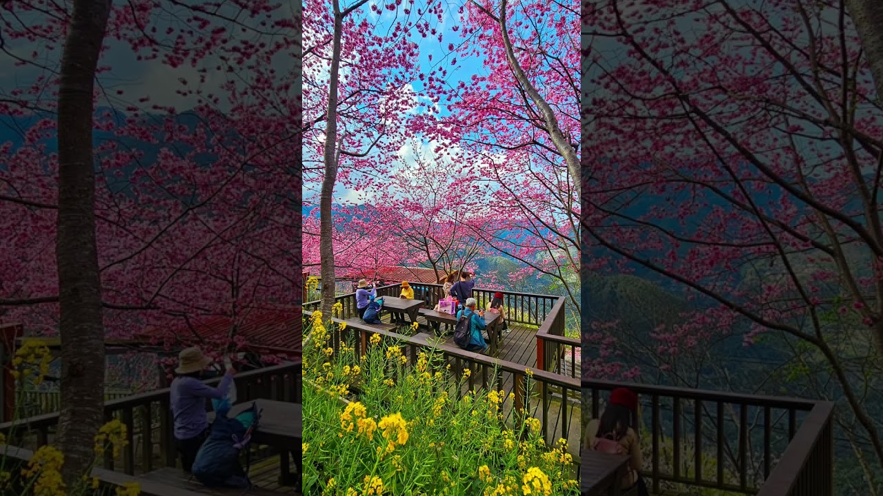 財伯觀光果園（櫻花滿開）新竹尖石鄉 2026.2.23（年初七）