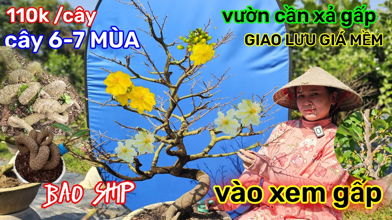 🌲2/2☎️vườn mai Quế Anh☎️mai chơi tết🌲xả rẻ chấn động🌲110k🌲bao ship🌲chốt lẹ lẹ🌲quá rẻ 