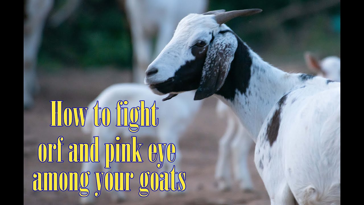 How to fight Orf and pink eye among your goats