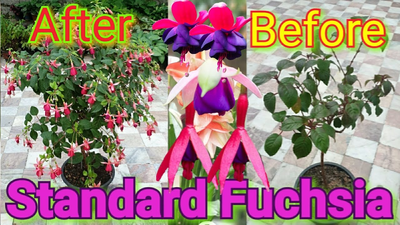 When & how to re-pot Standard Fuchsia and how to get hundreds of Flowers
