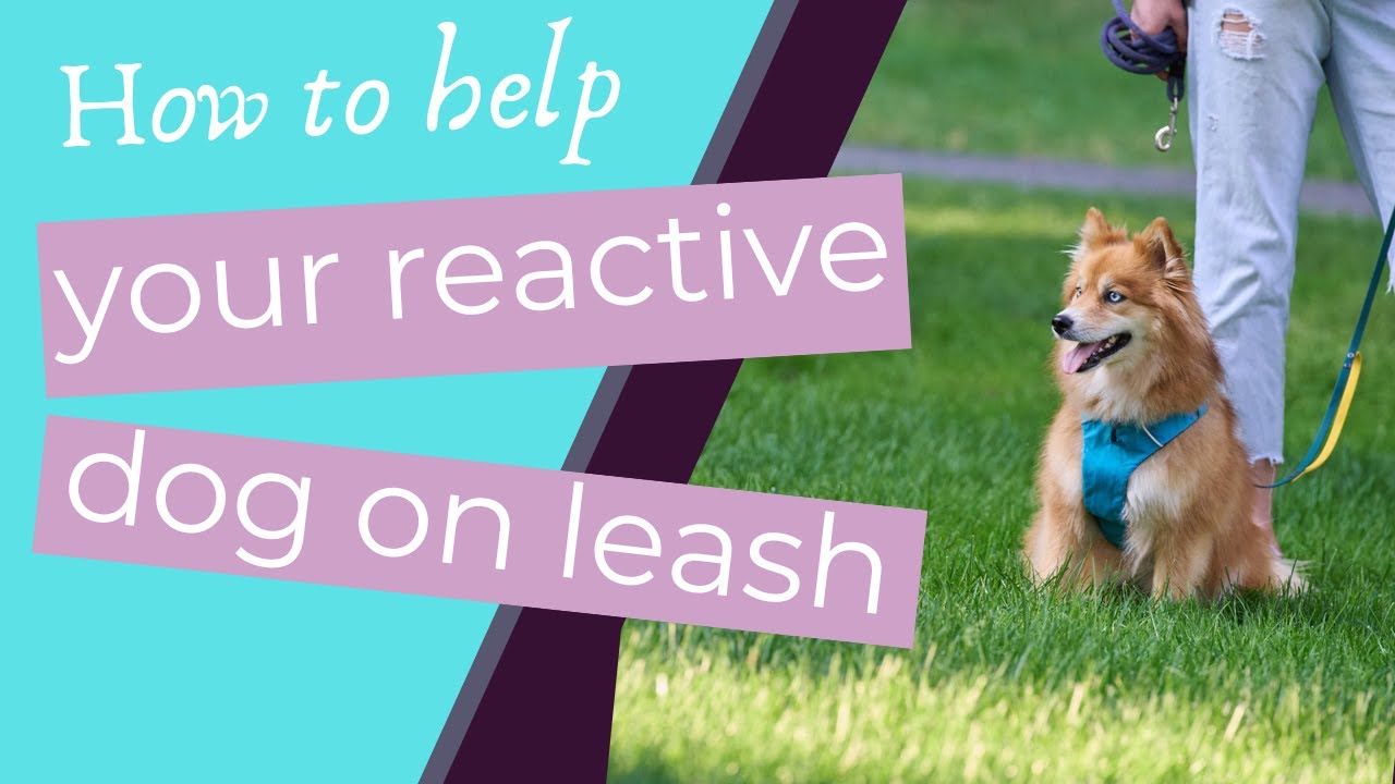 How to help your reactive dog on leash (Managing your leash reactive dog without punishment!)