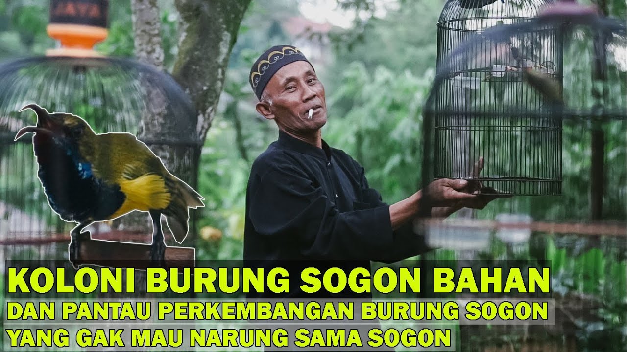 Koloni Burung Sogon Bahan Untuk Asah Mental Fighter Burung Sogon