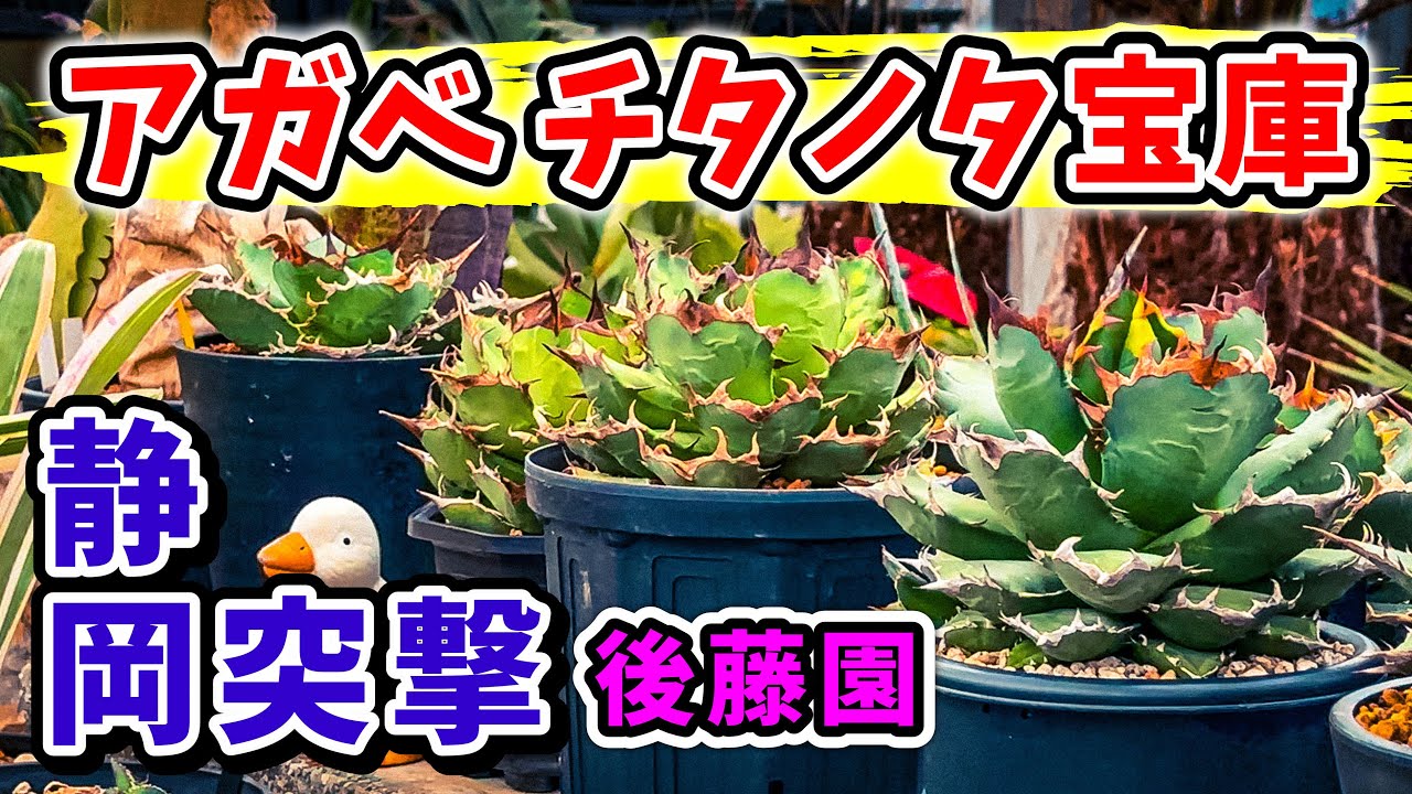 【植レポ】 静岡県のアガベ&チタノタだらけの園芸店，後藤園にお邪魔してきた！ No.114