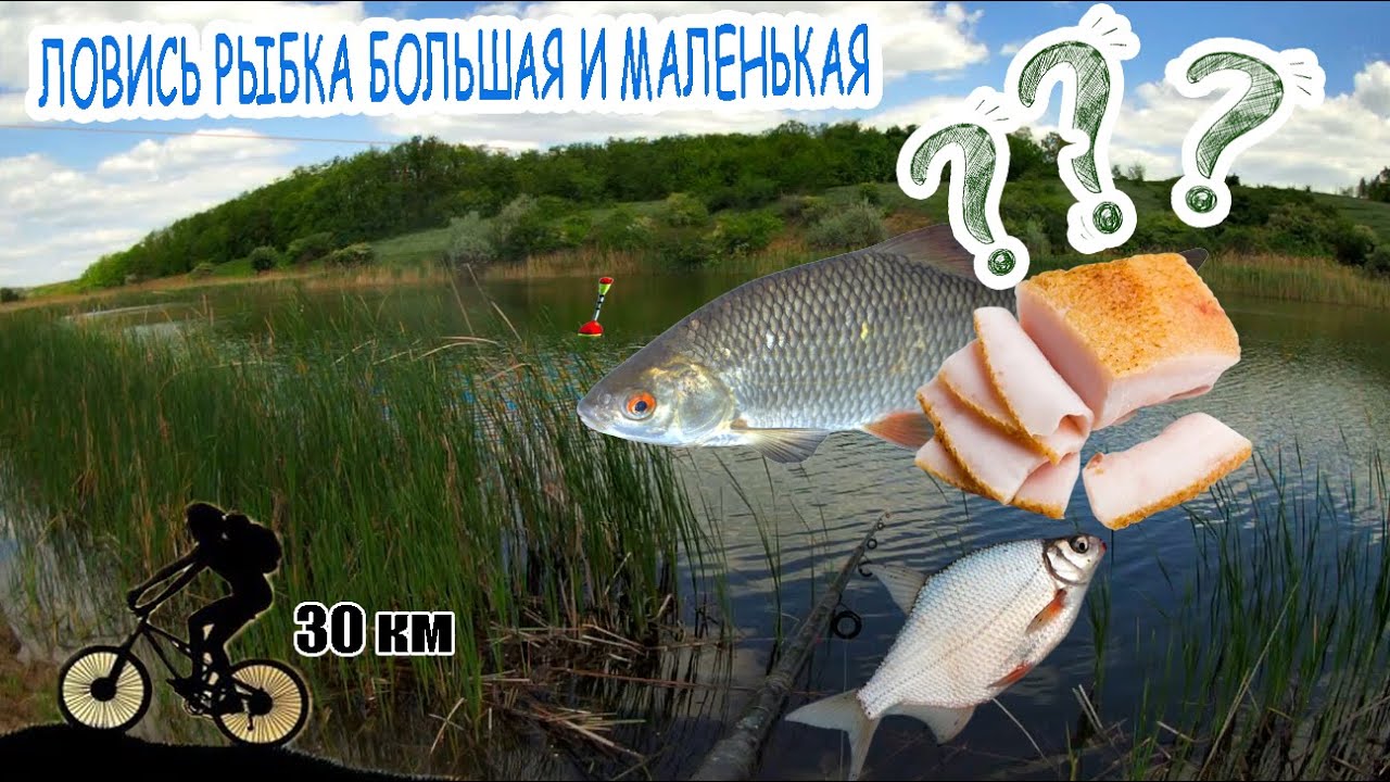 Рыбалка на сало плотва густера