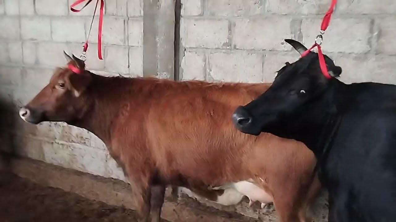 Молбозори Хочи Шариф 5 12 2025 мол бисёр🤔🤔🎉🎉