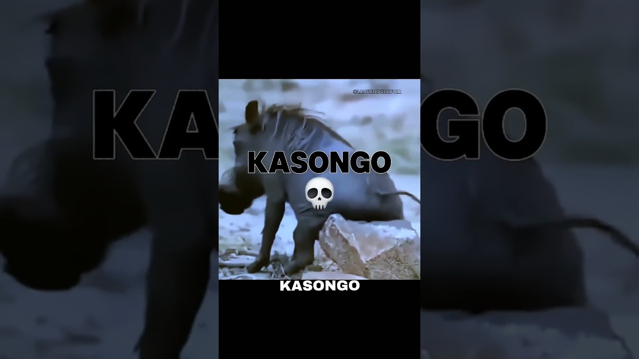 KASONGO LE ROI DU BOURBIER DE RETOUR 💀