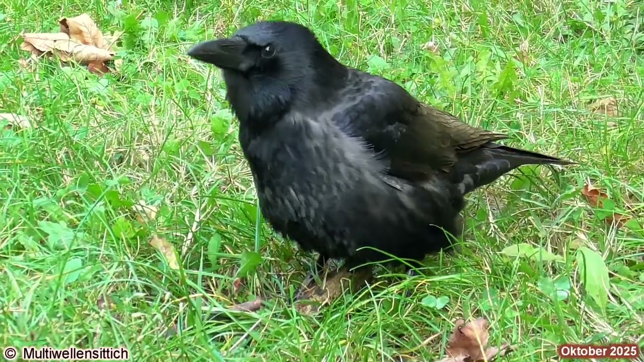 beautyfull hybrid crow talks a lot