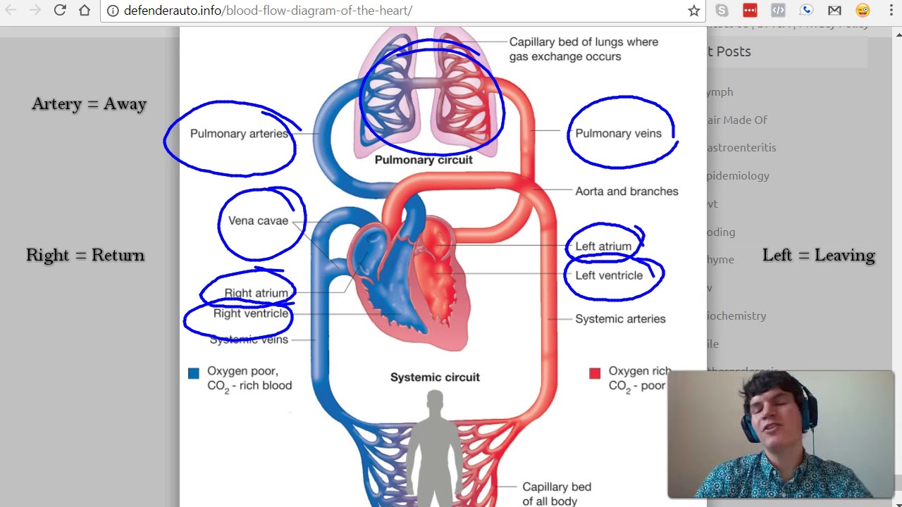 MCAT Question of the Day: Blood Flow through the Heart