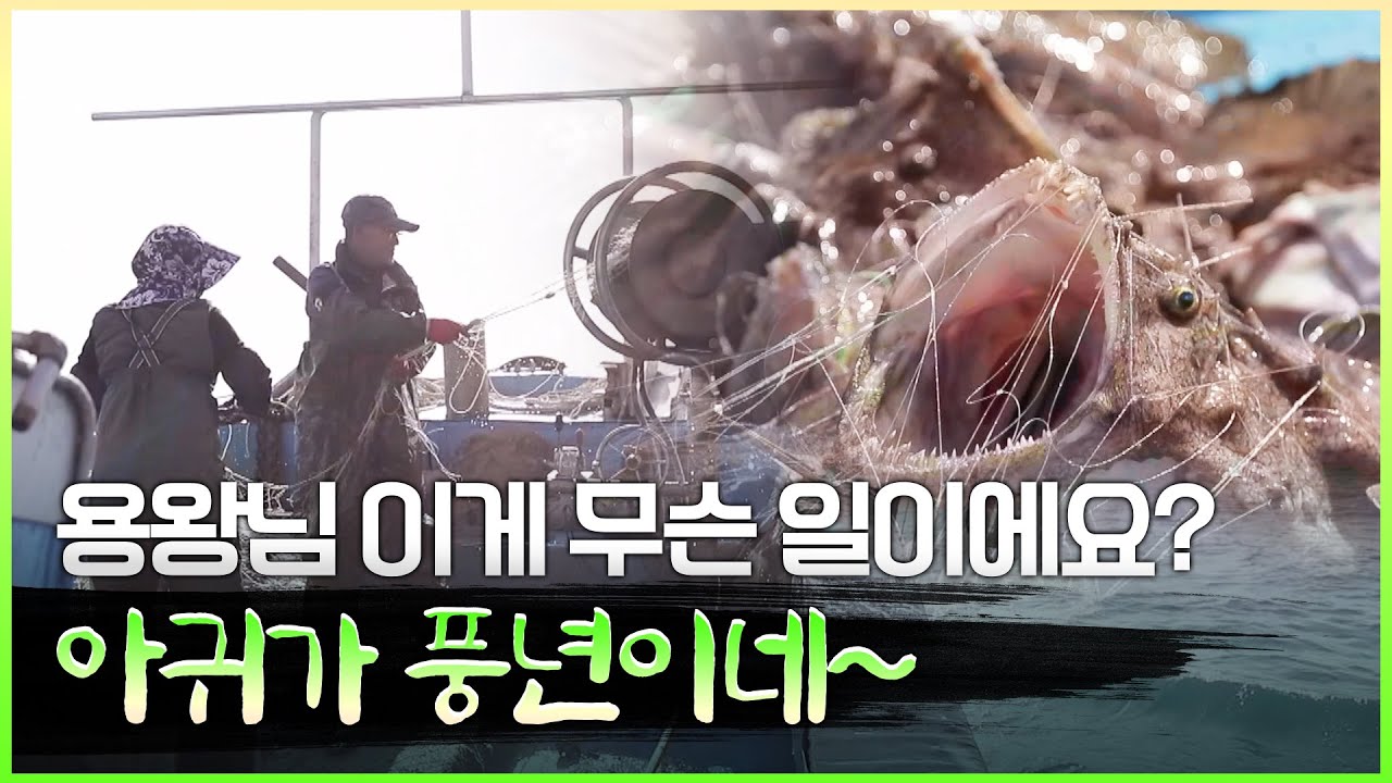 부부가 동업하면 생기는 일! 오늘 따라 어복이 넘쳐나네요! 이야 아귀한번 많이 걸렸다 #아귀 #여수 #단짝부부 #용왕님선물