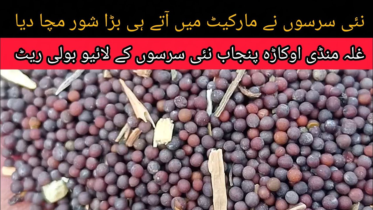 New Sarson price today okara mandi Punjab 09.02.2026