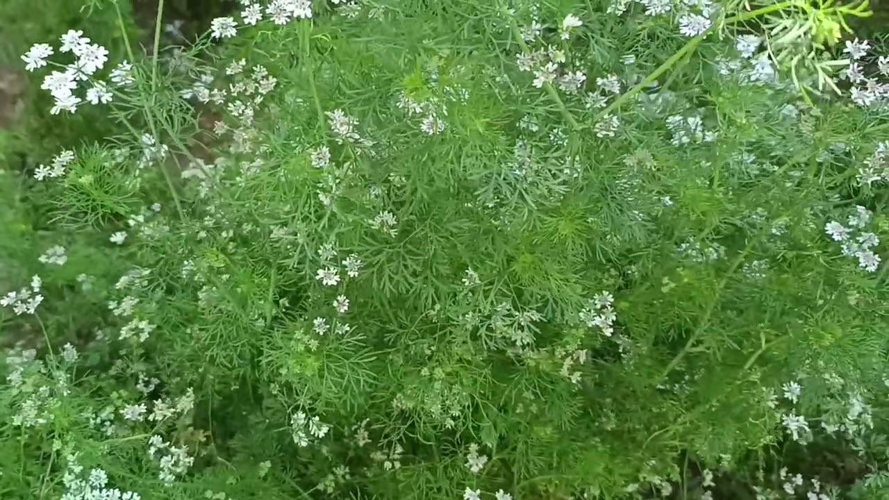 Ghar ka kitchen garden #trending #fyp #viral #plants 
