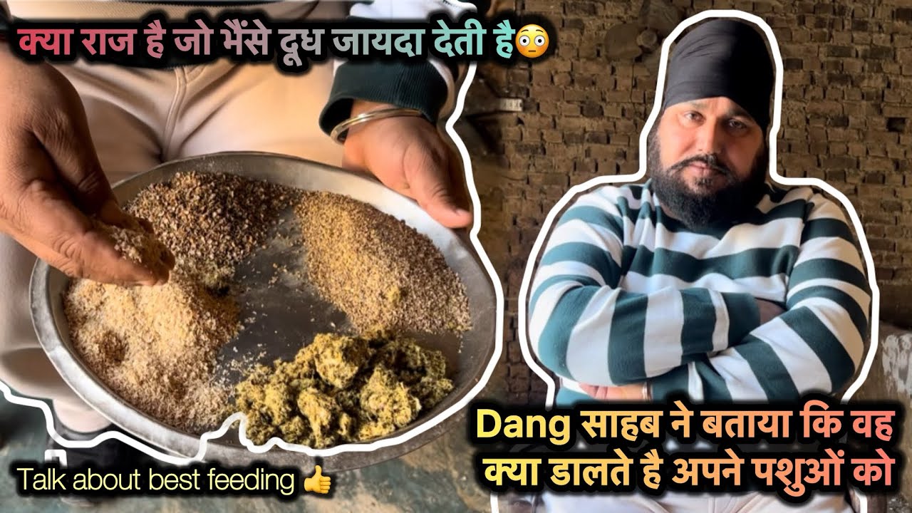 Dang साहब ने बताया की वह अपने पशुओं को खा खिलाते है✅क्या राज है भैंसे दूध जायदा देती है😳#feeding