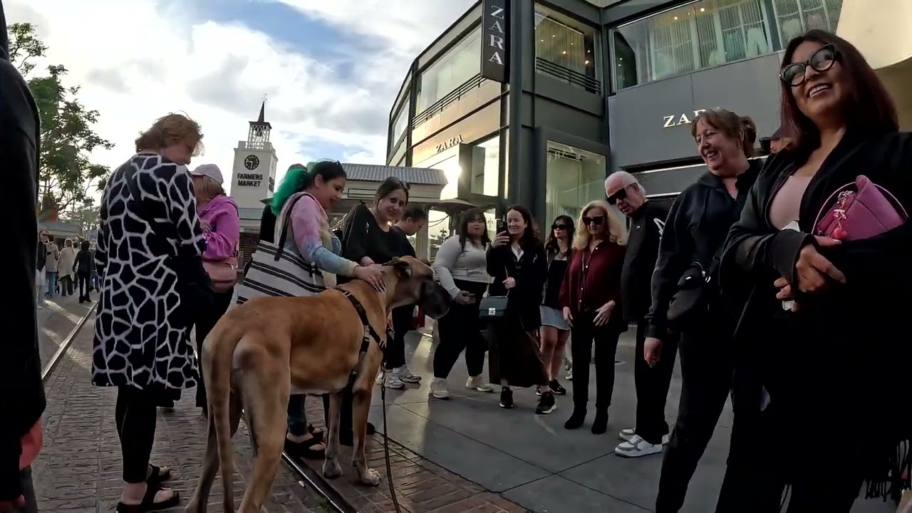 Cash 2.0 Great Dane на рынке The Grove and Farmers Market в Лос-Анджелесе 78
