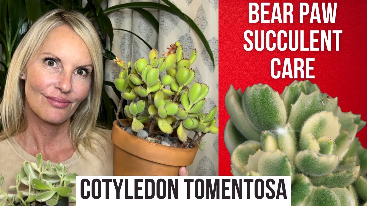 Полное руководство по уходу за суккулентом Cotyledon tomentosa (медвежья лапка) | Цветение в унынии