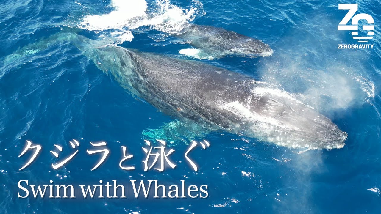 【奄美大島】クジラを間近で見れる？！ホエールウォッチング・スイムツアー｜ドローン空撮映像