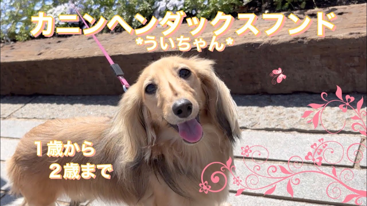 【カニンヘンダックスフンド】ういちゃんの１歳から２歳までの振り返り🐶#ダックスフンド #カニンヘンダックスフンド #犬のいる暮らし 